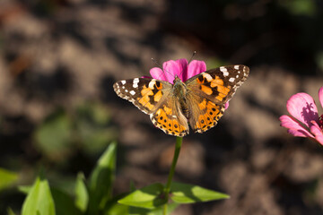 Painted Lady butterfly (Vanessa Cardui), wings opened, feeding pollen, collects nekrar from pink flower. Butterfly with wings, top view, summertime background