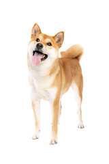 Shiba Inu Japanese breed dog