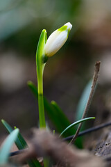 Märzenbecher Leucojum vernum Frühlings-Knotenblume Knospe Kraft Wald Naturschutz Frühblüher Winter Frost Schnee erster Glockenblume Zwiebel wachsen Sonnenlicht Lichtung Wald Boden Sauerland