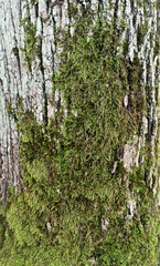 Kora drzewa pokryta mchem.