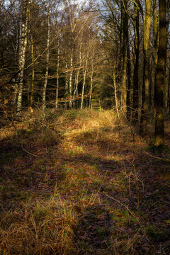 A winter picture of a beautiful forest glade. Picture from Scania county, Sweden