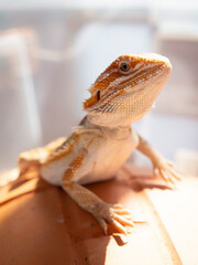 Bearded dragon is lizard pose on the pot.