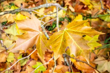 Naklejka na ściany i meble golden leaves of the London plane tree on a bright Autumn day