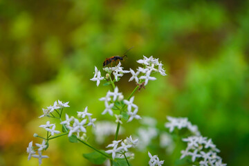 Morning field background with wild flowers. Wild flowers in a meadow nature.