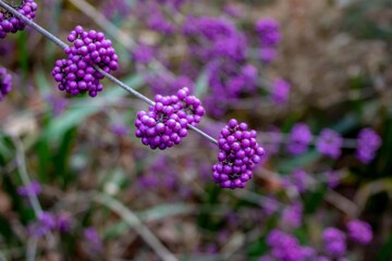 Callicarpa known as the beauty berry with dense clusters of small jewel like purple blue berries on bare stems