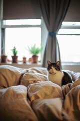 A cat sleeping on bed with blur bokeh background