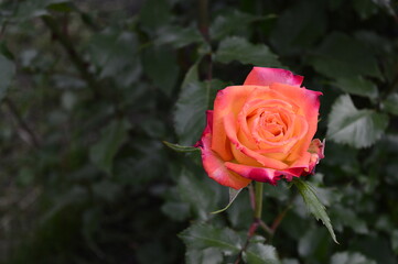 Colseup beautiful red-orange roses in full bloom known as Park rose orange Rumba with blurred background in garden