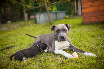 Portrait of an newborn Staffordshire Terrier. Pitbull Puppy in a box in the garden