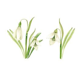 watercolor set of spring flowers snowdrops and bouquets on white background, hand painted