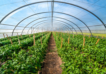 Big greenhouse and rows of yellow pepper, growing vegetables