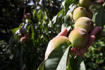 A woman's hand holds a branch with a ripe growing peach. Fruit in the garden, background