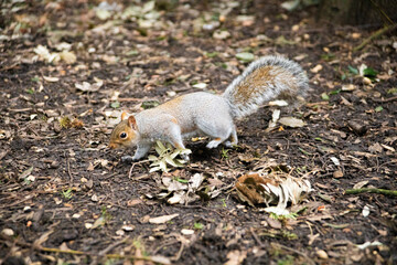 Squirrels in park