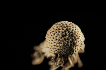 Dandelion on black background.