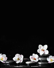 Naklejka na ściany i meble Spa stones and white flowers on black background with water.