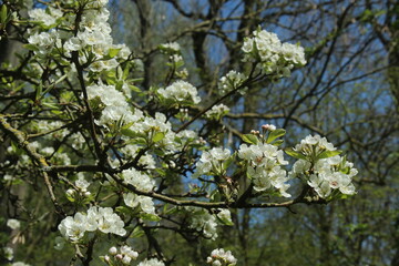 white blooming apple tree, blue sky as background. spring detail
