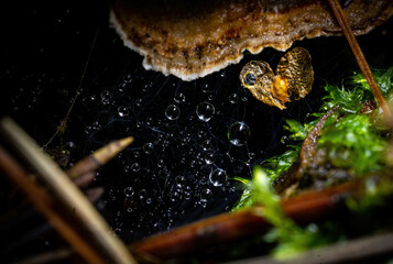 macro view of corpse of a butterfly and
water drops on spider web