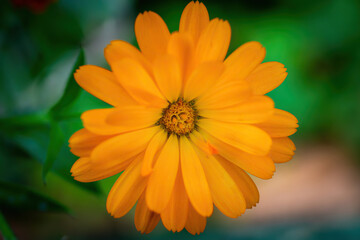 macro view of orange flower