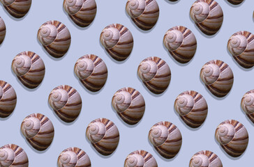 Pink sea shell on light blue background. Summer season and sea vacation concept. Nature background. pattern sea shell