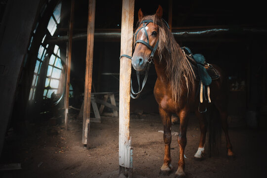 A stallion with a saddle and bridle stands tied to a post in a barn on a farm. Horse portrait. Artistic photo of the animal.