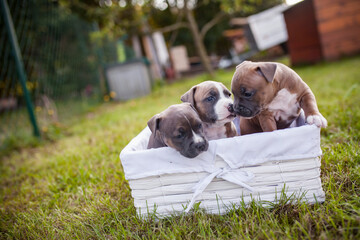 Portrait of Staffordishire Terrier Baby. Pitbull puppy in a box in the garden