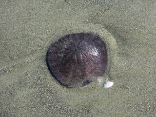 Living sand dollar embedded in the ocean sands