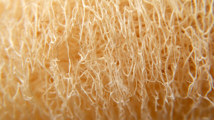 Closeup of the dry fibrous interior of the loofah or luffa fruit.