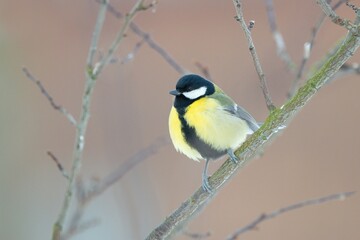 The great tit bird sitting on the branch (Parus major)