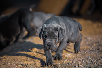 puppy breed Italian Cane Corso. nature background