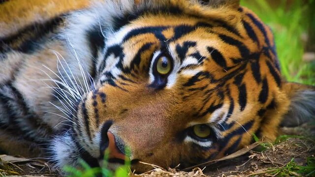 Sumatran Tiger blinking and looking directly straight into camera while lying relaxing on the ground in a jungle forest, close up