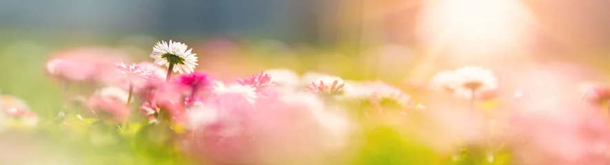 Foto op Plexiglas Meadow with lots of white and pink spring daisy flowers © candy1812