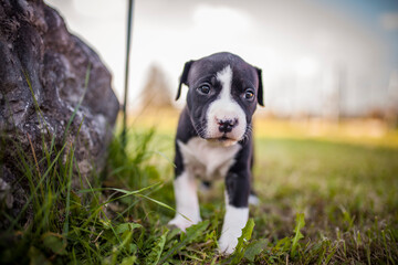Portrait of Staffordishire Terrier Baby. Pitbull puppy in a box in the garden