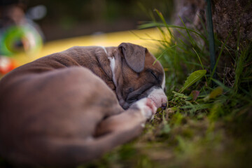 Portrait of Staffordishire Terrier Baby. Pitbull puppy in a box in the garden