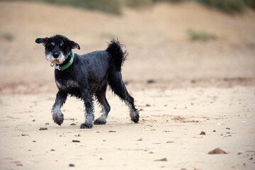 Miniature schnauzer walking along a sandy beach on the Norfolk coast