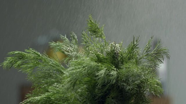 green, food, salade,coock, health, diet