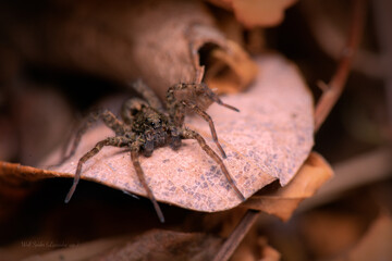 Wolf spider basking on a pile of leaves in the autumn sun