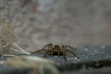 Wolf spider