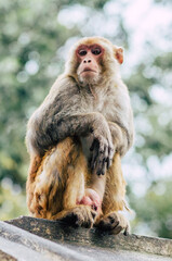 Nepal Monkey