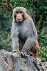 Naklejka na ściany i meble Nepal Monkey