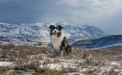 beautiful dog of breed border collie in winter on a background of mountains.