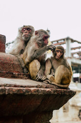 Nepal Monkeys