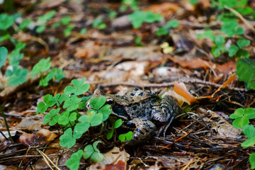 little frog hides on the forest floor betweeen clover