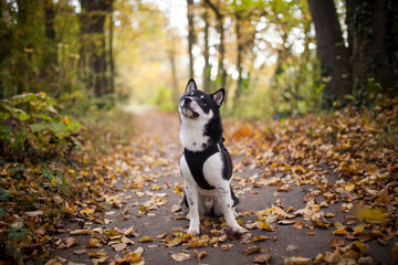 Small black shiba inu in the forest. Dog at the walk. Japanes dog sitting in the nature with flying leaves