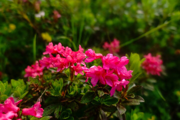 bright red flowers on a meadow while hiking in the mountains