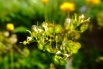 beautiful green plant in the mountains detail