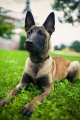 Portrait of an Malinois. Belgian Shepherd standing in the forest. Dog on a walk