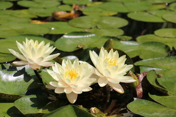 white water lily