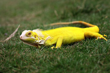 yellow iguana on the grass