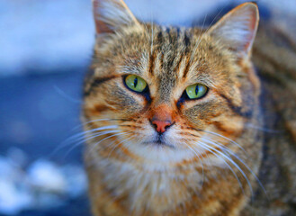 Photo portrait of a beautiful street cat