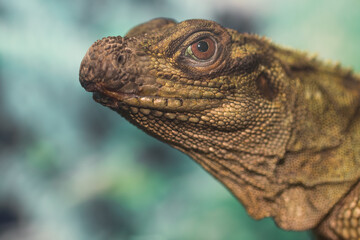 Fototapeta premium Iguana in zoo.