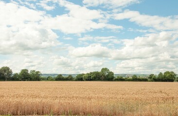 field of wheat and sky